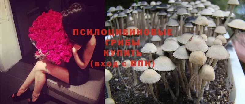 сколько стоит  Павловский Посад  Псилоцибиновые грибы MAGIC MUSHROOMS 